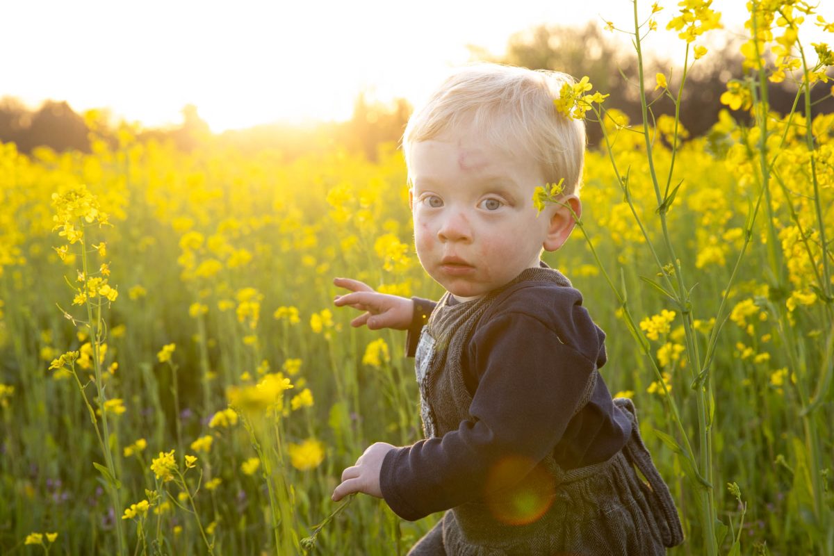 Captivating Santa Rosa toddler portraits showcasing a curious blonde-haired child with wide-eyed wonder, exploring a golden-hour field of vibrant yellow mustard flowers at sunset, dressed in cozy gray overalls and reaching out with tiny hands amidst the blooming landscape.