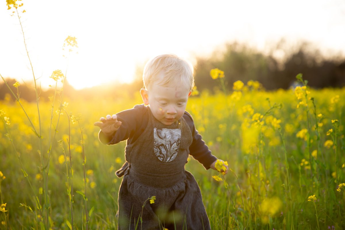 Adorable image from a toddler photographer in Santa Rosa featuring a curious blonde-haired child with a focused expression, extending one hand forward and clutching a yellow mustard flower in the other, wandering through a sun-drenched field of blooming wildflowers at sunset, dressed in stylish gray overalls with an intricate bib pattern.