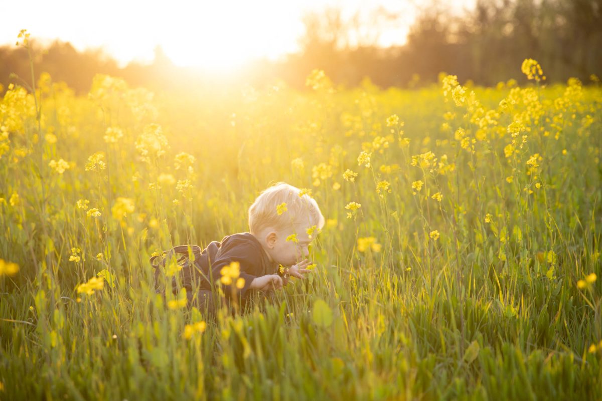 Serene wildflower portraits in Sonoma County showcasing a curious blonde-haired toddler lying on their stomach in a lush field of blooming yellow mustard flowers, intently smelling or touching a flower amid the glowing sunset light, dressed in cozy dark overalls.