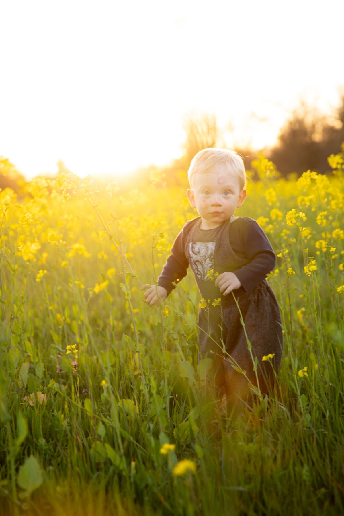 Curious Sonoma County mustard field portraits depicting a blonde-haired toddler with wide-eyed surprise, exploring a sunlit expanse of blooming yellow mustard flowers at golden hour, dressed in gray overalls and reaching toward the vibrant blooms.