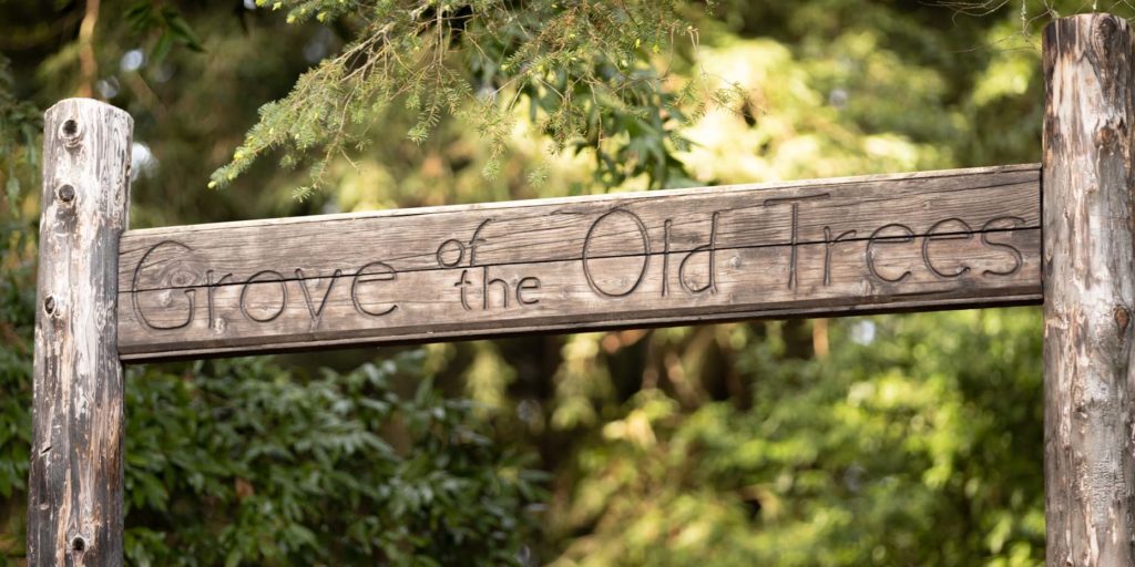 entry sign for the grove of old trees in Occidental, California
