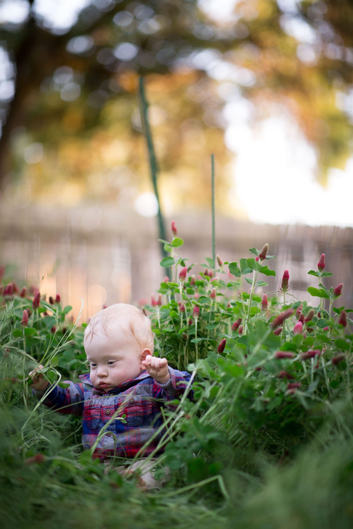 Blonde toddler sits surrounded by crimson clovers during his outdoor children's portraits in Sonoma, California. Warm sunlight highlights plaid shirt as little hands grasp nearby flower stems.