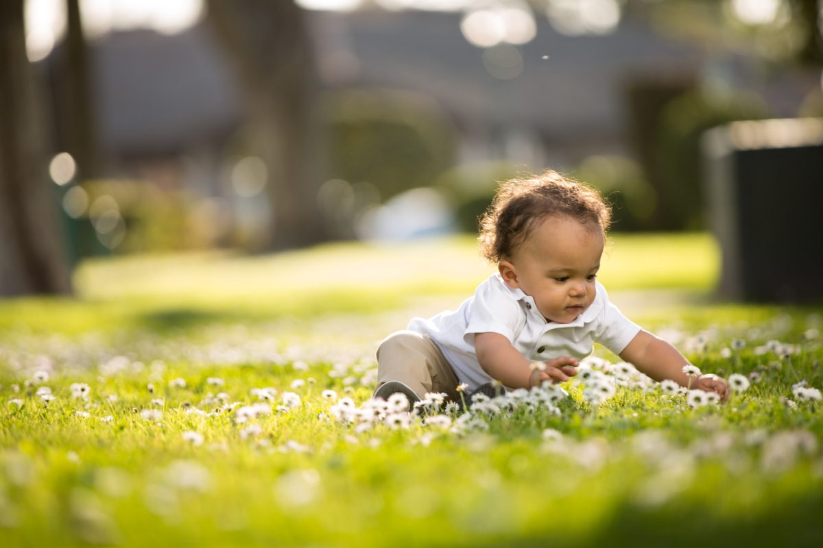 In this toddler portrait among English daisies, a young boy sits on a lawn at sunset wearing tan pants and a white button up shirt. His intent expression is focused on the white flowers as he sits on the lawn at the Sonoma Plaza.