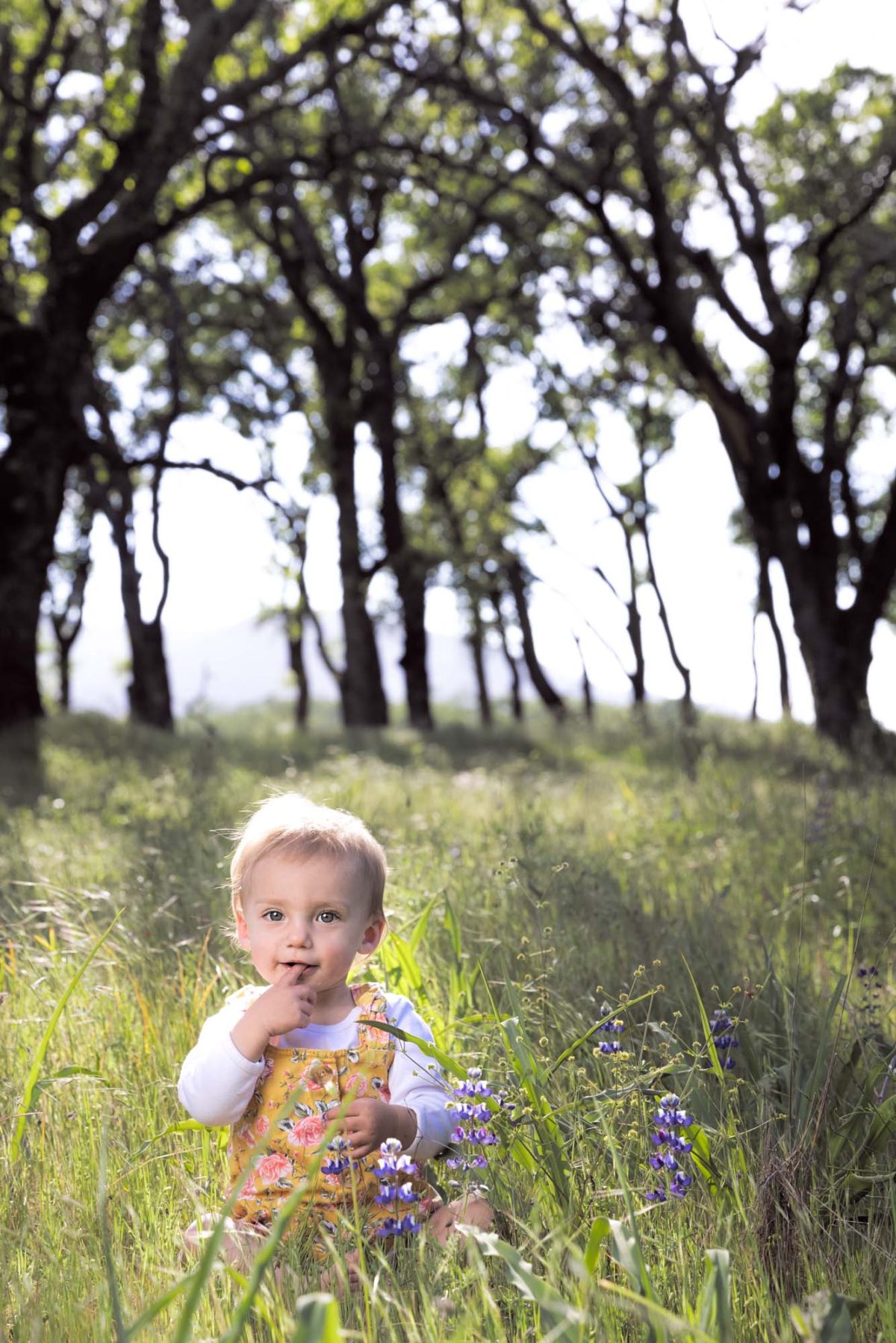A young blonde toddler sits barefoot in the tall grass for her toddler portraits at Sonoma Valley Regional Park. Bright sunlight illuminates the lush green field dotted with purple wildflowers as the child in a yellow floral romper over a white long sleeved shirt looks directly at the camera with one finger near her mouth and tall trees fill the background.